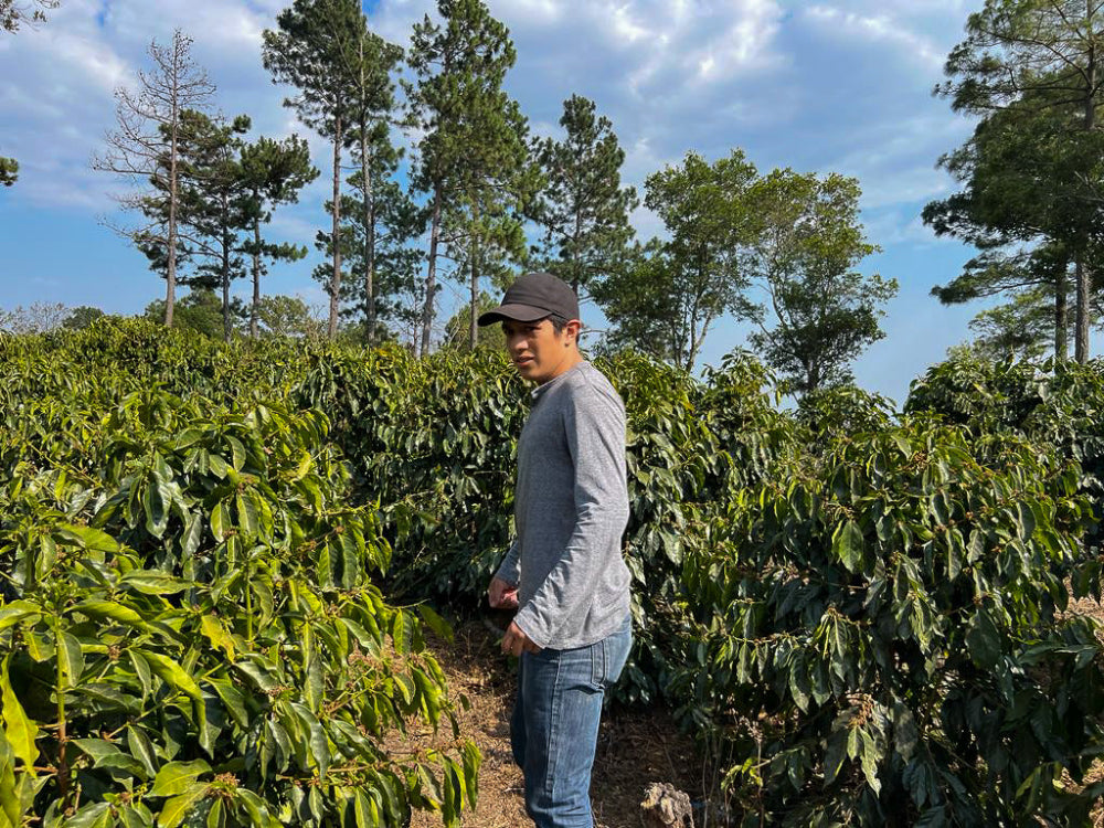 specialty coffee beans from Honduras, Carlos Amaya, Finca Las Huertas, natural process, gesha / geisha, 88h submerged fermentation, notes of : floral, juicy grape, blueberries.